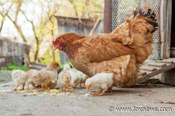 CDC tells public to not 'kiss or snuggle' chickens, ducks, backyard poultry amid salmonella outbreaks