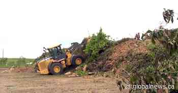 Calgary waives dump fees for tree debris following heavy winds, rain