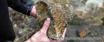 Brésil: découverte de fossiles d'une forêt de 290 millions d'années