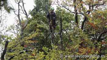 Comienza la tala de los olmos enfermos para intentar salvar el jardín de San Carlos de A Coruña - La Voz de Galicia