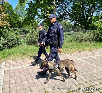 Rozzano. Cocaina nascosta fra i cespugli, la trova il cane antidroga della polizia locale - MI-LORENTEGGIO.COM - LE ULTIME NOTIZIE DI CRONACA, POLITICA, ANNUNCI, SPORT, FOTO E VIDEO DI MILANO E LA LOMBARDIA - Mi-Lorenteggio