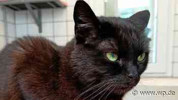 Tierheim Siegen: Besonderes Zuhause für selbstbewusste Nala - WP News