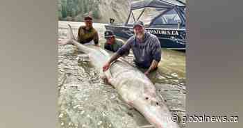 ‘Newbies’ hook 700-pound sturgeon on B.C. catch-and-release fishing trip