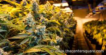Oklahoma Medical Marijuana Authority expecting budget growth ahead of autonomy - The Center Square
