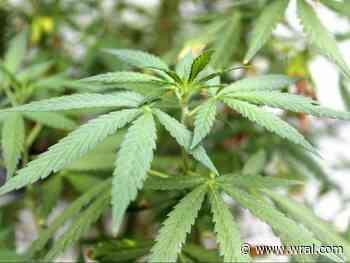 As NC considers medical marijuana, state farmers fear bill locks them out - WRAL News