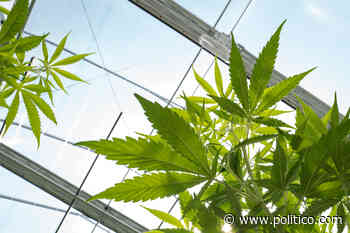 Investor, advocates sue Florida medical marijuana regulator - POLITICO