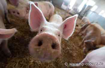 Tiere - Schweinebestand in Thüringen schrumpft - Neue Presse Coburg