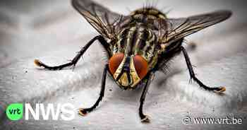 Laarne hoopt dat vliegenplaag volgende week voorbij is: afvalberg bij failliet bedrijf wordt alsnog geruimd - VRT NWS