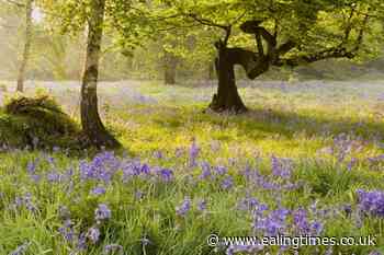 Conservationists say Thames road tunnel plan will destroy 'irreplaceable' woods - Ealing Times