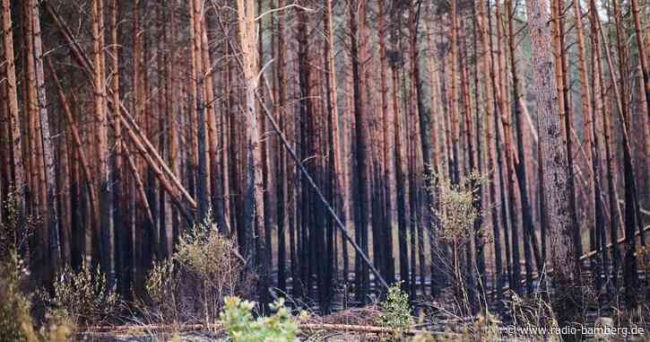 Waldbrände in Brandenburg: Sorge um Glutnester