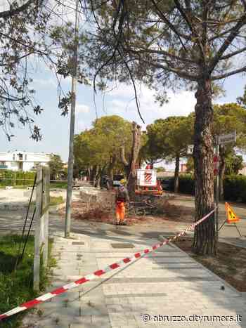 Pineto, pini in via Volturno. Il Comune a Monticelli: "l'albero tagliato era già morto" - Abruzzo Cityrumors