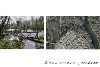 City to remove cluster of fallen trees in the Puntledge River - Comox Valley Record
