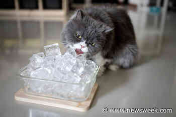 Cat Experts Warn Against Viral Ice Cube TikTok Trend: 'Shouldn't Be Done' - Newsweek