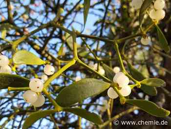 Natürlicher Superkleber aus heimischen Mistelbeeren