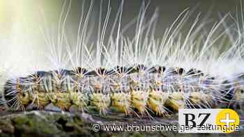 Ein Spinner, der die Stadt Peine in Atem hält - Braunschweiger Zeitung