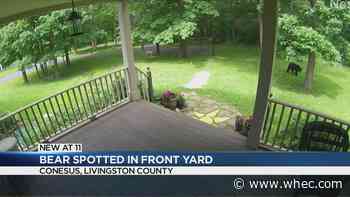 Bear spotted in Conesus