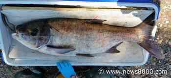 Streaking silver carp swimming from La Crosse to Winona raise invasive concerns - News8000.com - WKBT