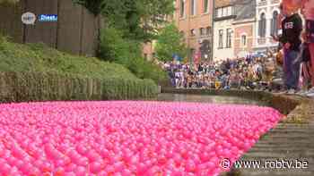 Pink Duck Race met meer dan 15.000 badeendjes in Diest zorgt voor uniek zicht - ROB-tv