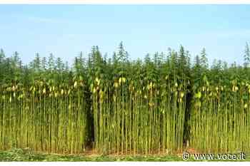 Comitato Pro Canapa di Carpi: incontro con l'Amministrazione e iniziative dopo il convegno - Voce.it