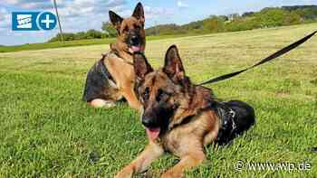 Marsberg: Hunde aus Tierschutz nach drei Tagen wieder allein - WP News