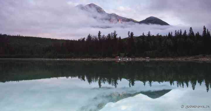 Mother grizzly bear hit by truck near Jasper; cub being monitored - Global News