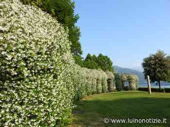 Il fascino del "Tunnel degli Innamorati" a Germignaga, la foto è di Candido Quatrale - Luino Notizie