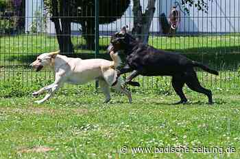 Neuer Anlauf für eine Hundewiese in Lahr - Lahr - Badische Zeitung
