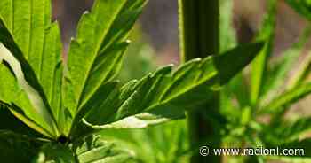 Four years on, Kamloops mayor still waiting for cannabis revenues from BC government - radionl.com