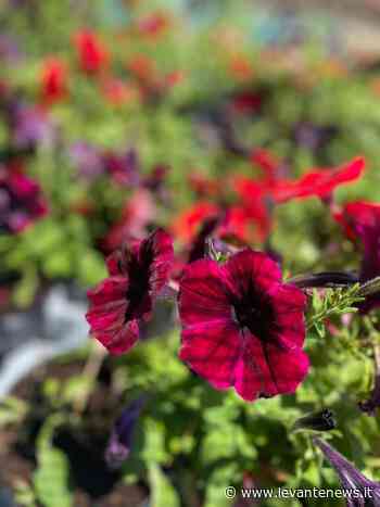 Rapallo: missione decoro, tanti fiori e via le bici abbandonate - LevanteNews.it