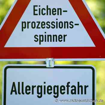 Tipps zum Umgang mit Eichenprozessionsspinnern - radioeuskirchen.de