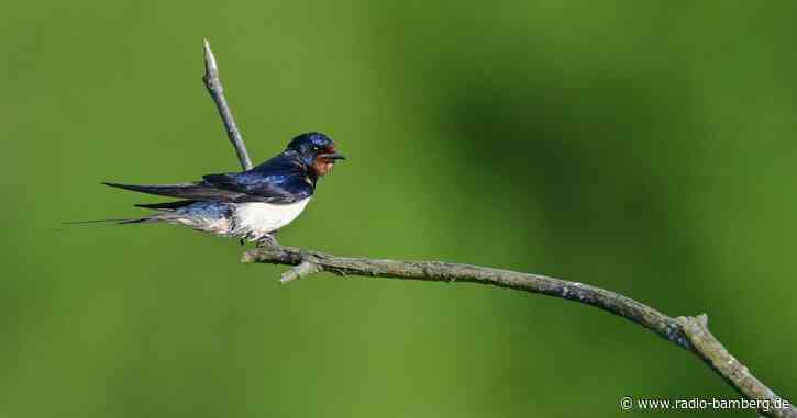 Tausende nehmen Vogelstimmen auf: Rekord bei «Dawn Chorus»