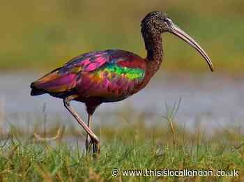Wild Things: Could we bring back the dodo?