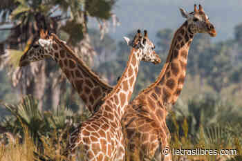 Egoísmo, compasión, cansancio - LetrasLibres.com