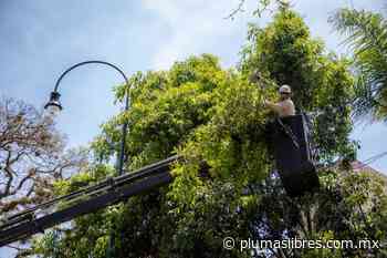 Intervención del arbolado, ajustado a dictámenes profesionales, reitera Presidente Municipal - plumas libres