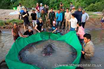 Cambodian catches world's largest recorded freshwater fish - St Helens Star