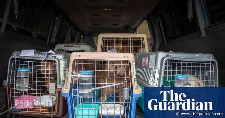 386 dogs rescued from truck heading to China dog meat festival