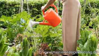 Hitzewelle: Wer seinen Garten falsch gießt, riskiert unnötige Schäden an den Pflanzen