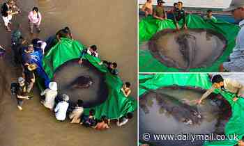 Must see! World's largest freshwater fish caught Cambodia