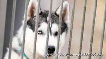 Tote Huskys von Dobel: Wird die Halterin jetzt für Rennen gesperrt?