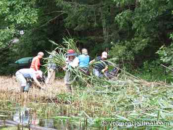 Call to de-Phrag Amherst Lake - The Vermont Journal & The Shopper - Vermont Journal