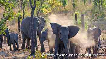 Tierschützer siedeln 250 Elefanten innerhalb von Malawi um