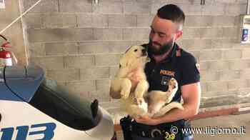 Monza, cinque cuccioli di cane abbandonati salvati dalla Polizia - IL GIORNO