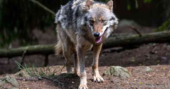 Bayern will den Schutzstatus des Wolfs lockern