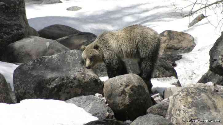Parks Canada steps up enforcement after 3 grizzly bear deaths in 3 weeks