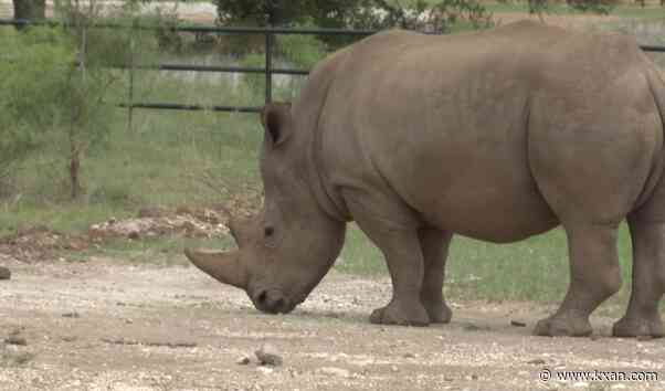 Fredericksburg has a winery with a rhino