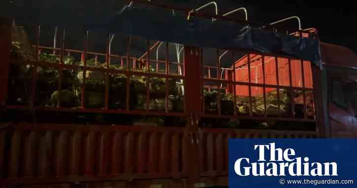 Chinese police stop lorry carrying 386 dogs to slaughter at canine-meat festival – video