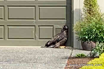 Distressed juvenile eagle receiving care after leaving nest in Sidney – Victoria News - Victoria News