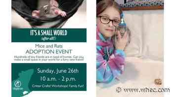 Lollypop Farm host meetings with rat enthusiasts to learn about rodent adoption