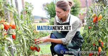 Matera, "L'agricoltura strumento per la transizione ecologica ed energetica”: ecco la proposta - Matera News