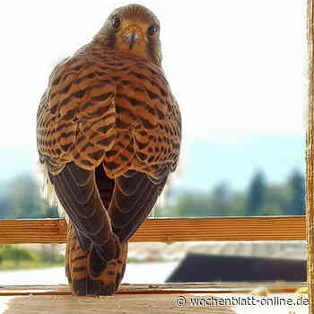 Turmfalken brüten im Turm der Asklepios Klinik Lindau - Wochenblatt-online